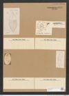 Diatomeae indet. (de-Toni-Nr.: Species 1935 ?) Zeichnungen Sammlung Grunow Nr. 3896 (NHMW-BOT-W0371617)